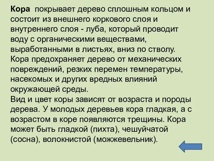 Кора покрывает дерево сплошным кольцом и состоит из внешнего коркового слоя и