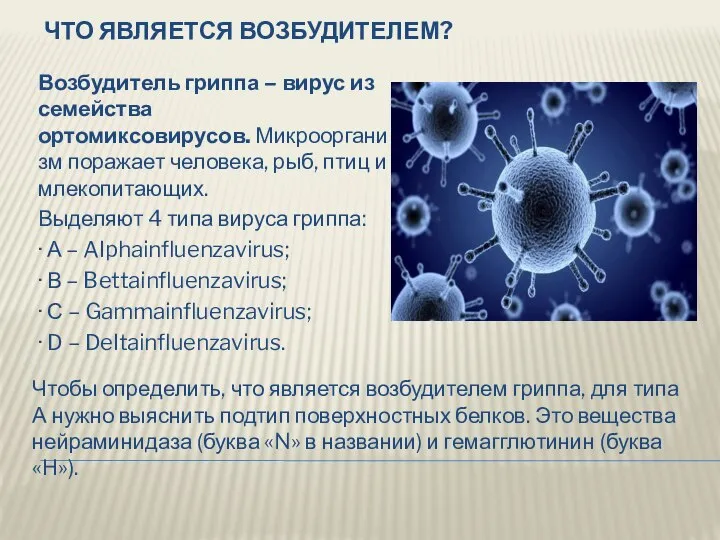 ЧТО ЯВЛЯЕТСЯ ВОЗБУДИТЕЛЕМ? Возбудитель гриппа – вирус из семейства ортомиксовирусов. Микроорганизм поражает