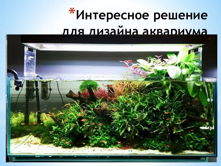 Интересное решение для дизайна аквариума