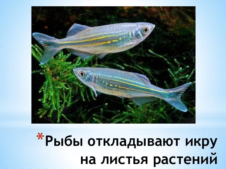 Рыбы откладывают икру на листья растений