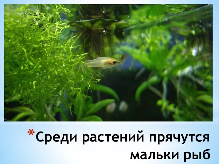 Среди растений прячутся мальки рыб