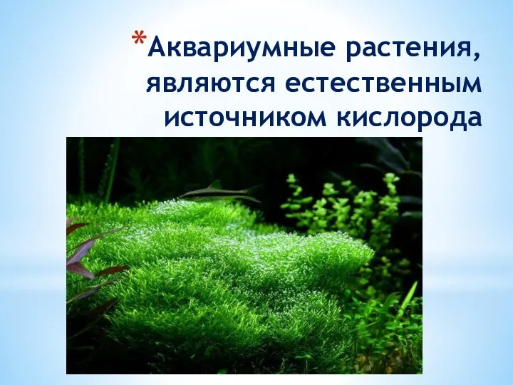 Аквариумные растения, являются естественным источником кислорода