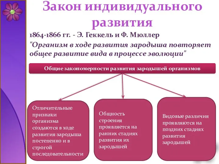 Закон индивидуального развития 1864-1866 гг. - Э. Геккель и Ф. Мюллер "Организм