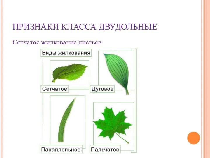 ПРИЗНАКИ КЛАССА ДВУДОЛЬНЫЕ Сетчатое жилкование листьев