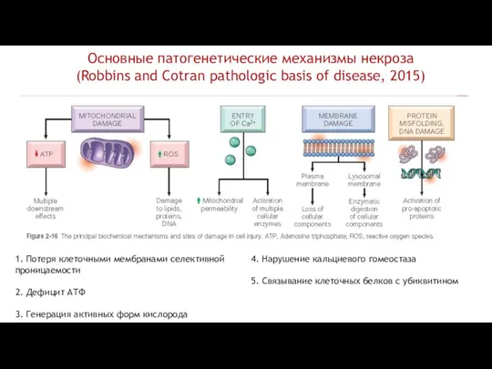 Основные патогенетические механизмы некроза (Robbins and Cotran pathologic basis of disease, 2015)