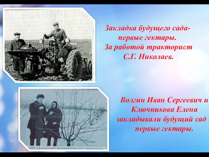 Закладка будущего сада- первые гектары. За работой тракторист С.Г. Николаев. Волгин Иван