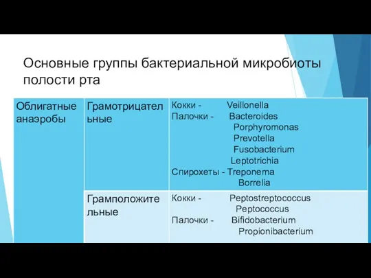 Основные группы бактериальной микробиоты полости рта