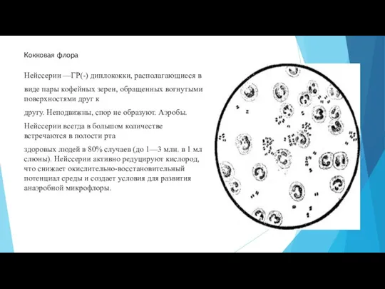 Кокковая флора Нейссерии —ГР(-) диплококки, располагающиеся в виде пары кофейных зерен, обращенных