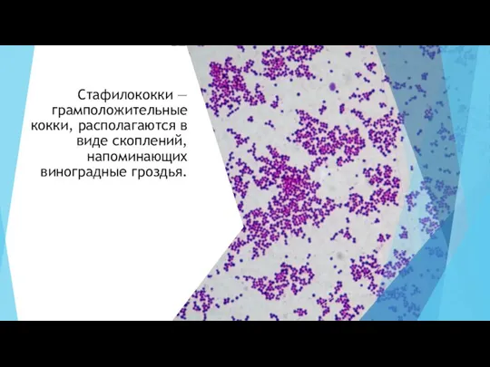 Стафилококки — грамположительные кокки, располагаются в виде скоплений, напоминающих виноградные гроздья.