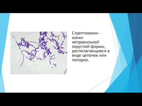 Стрептококки — кокки неправильной округлой формы, располагающиеся в виде цепочек или попарно.