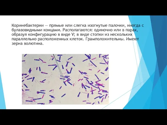 Коринебактерии — прямые или слегка изогнутые палочки, иногда с булавовидными концами. Располагаются: