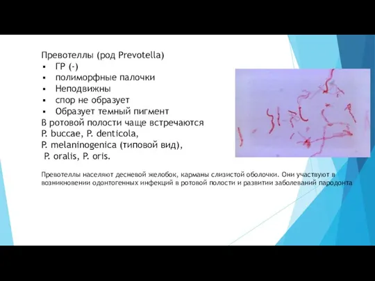 Превотеллы (род Prevotella) ГР (-) полиморфные палочки Неподвижны спор не образует Образует