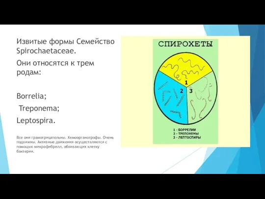 Извитые формы Семейство Spirochaetaceae. Они относятся к трем родам: Borrelia; Treponema; Leptospira.