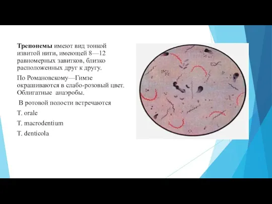Трепонемы имеют вид тонкой извитой нити, имеющей 8—12 равномерных завитков, близко расположенных