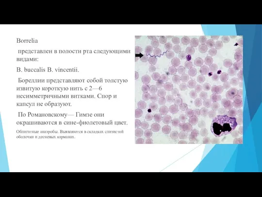 Borrelia представлен в полости рта следующими видами: B. buccalis B. vincentii. Бореллии