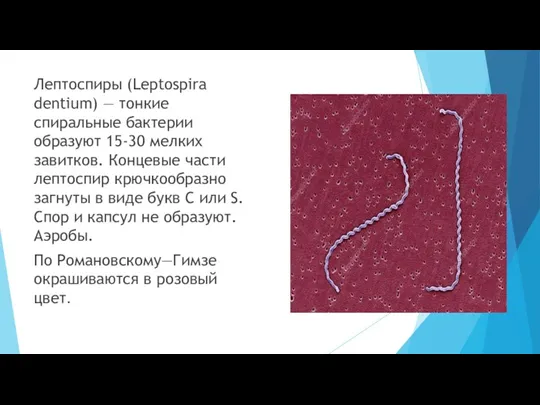 Лептоспиры (Leptospira dentium) — тонкие спиральные бактерии образуют 15-30 мелких завитков. Концевые