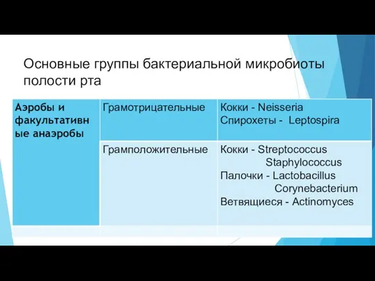 Основные группы бактериальной микробиоты полости рта