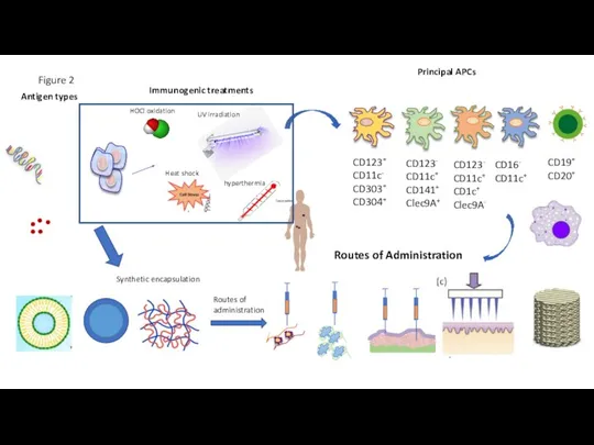 Figure 2 Routes of Administration Intravenous Intranodal Subcutaneous Intradermal Tumor Lysate Whole