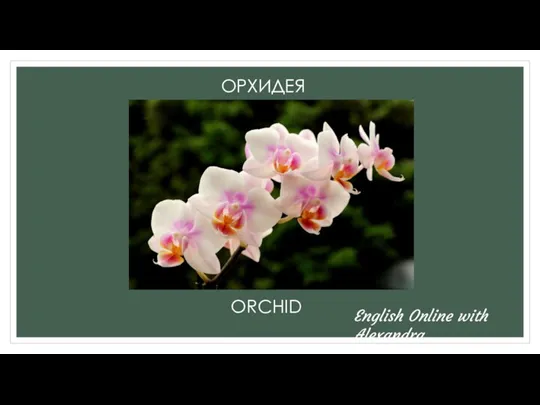 ОРХИДЕЯ ORCHID English Online with Alexandra