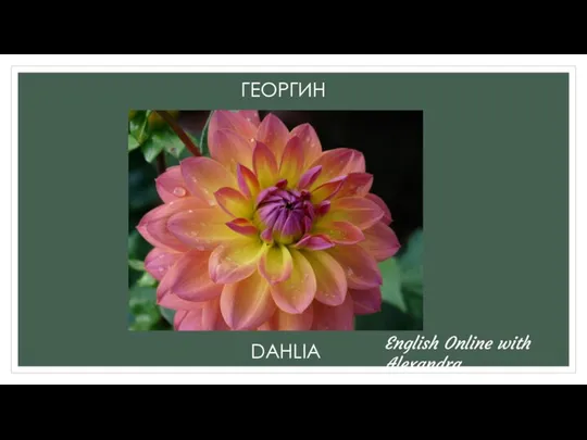 ГЕОРГИН DAHLIA English Online with Alexandra