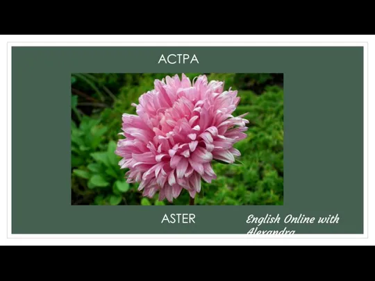 АСТРА ASTER English Online with Alexandra