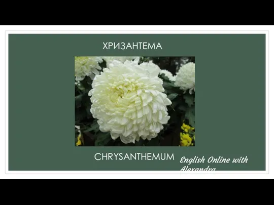 ХРИЗАНТЕМА CHRYSANTHEMUM English Online with Alexandra