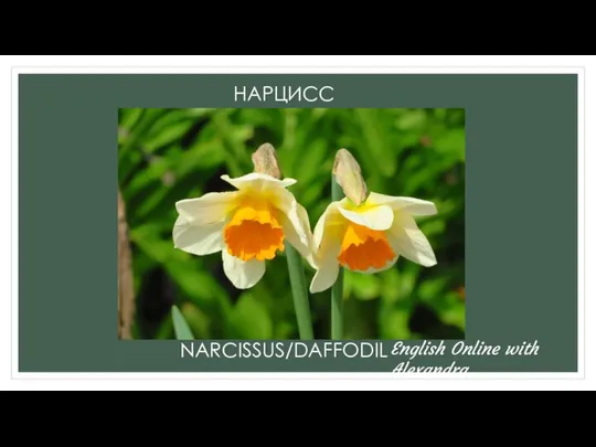 НАРЦИСС NARCISSUS/DAFFODIL English Online with Alexandra