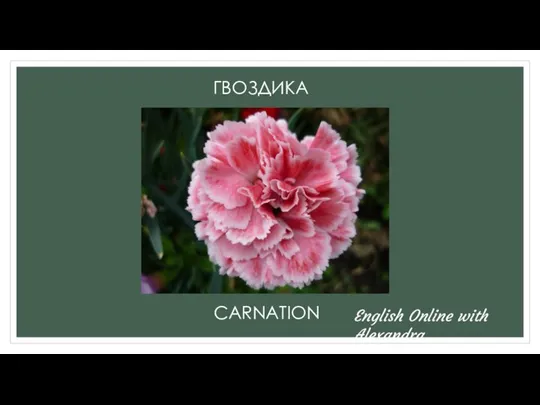 ГВОЗДИКА CARNATION English Online with Alexandra