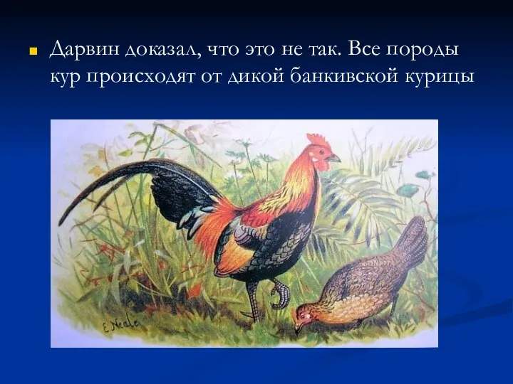 Дарвин доказал, что это не так. Все породы кур происходят от дикой банкивской курицы