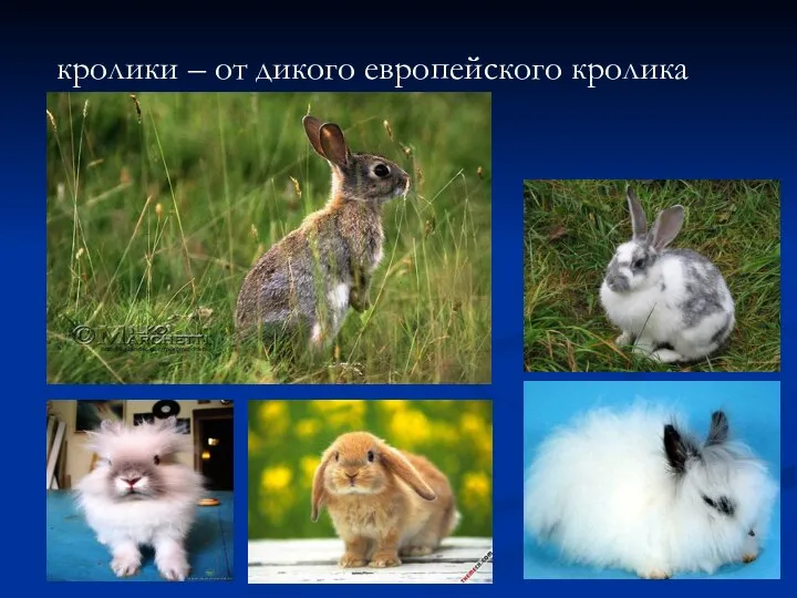 кролики – от дикого европейского кролика
