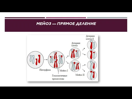 МЕЙОЗ — ПРЯМОЕ ДЕЛЕНИЕ