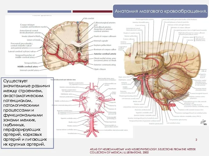 ATLAS OF NEUROANATOMY AND NEUROPHYSIOLOGY. SELECTIONS FROM THE NETTER COLLECTION OF MEDICAL