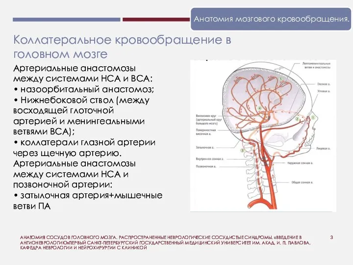 АНАТОМИЯ СОСУДОВ ГОЛОВНОГО МОЗГА. РАСПРОСТРАНЕННЫЕ НЕВРОЛОГИЧЕСКИЕ СОСУДИСТЫЕ СИНДРОМЫ. «ВВЕДЕНИЕ В АНГИОНЕВРОЛОГИЮ»ПЕРВЫЙ САНКТ-ПЕТЕРБУРГСКИЙ