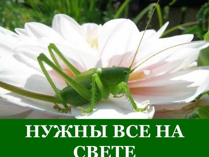 НУЖНЫ ВСЕ НА СВЕТЕ