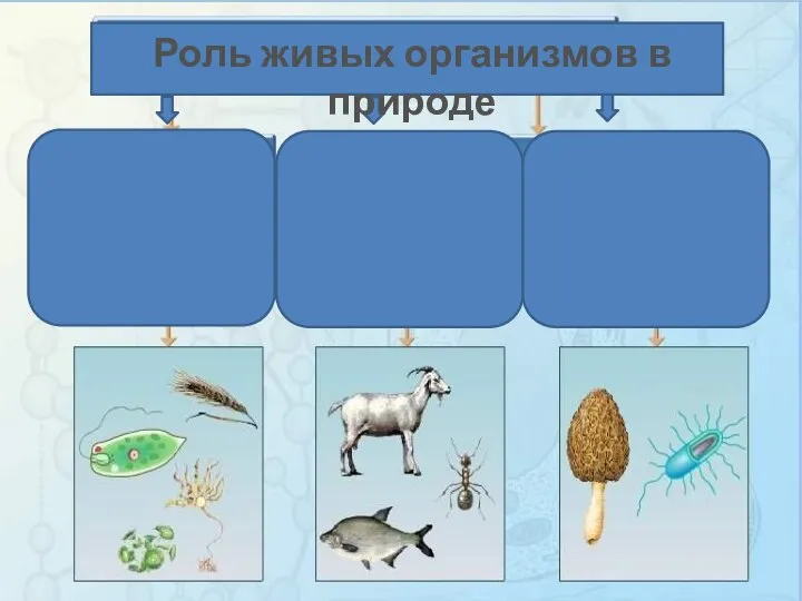 Роль живых организмов в природе