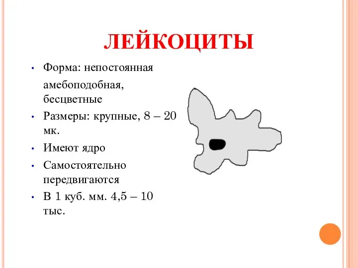 ЛЕЙКОЦИТЫ Форма: непостоянная амебоподобная, бесцветные Размеры: крупные, 8 – 20 мк. Имеют