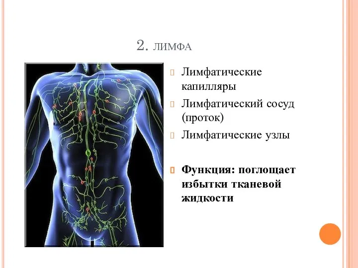 2. лимфа Лимфатические капилляры Лимфатический сосуд (проток) Лимфатические узлы Функция: поглощает избытки тканевой жидкости