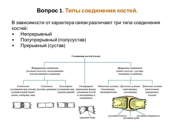 Вопрос 1. Типы соединения костей. В зависимости от характера связи различают три