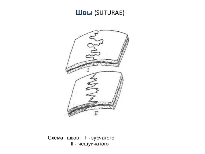 Швы (SUTURAE) Схема швов: I - зубчатого II - чешуйчатого