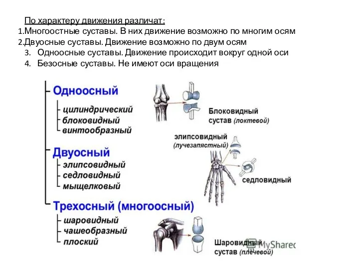 По характеру движения различат: Многоостные суставы. В них движение возможно по многим