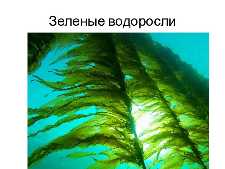 Зеленые водоросли