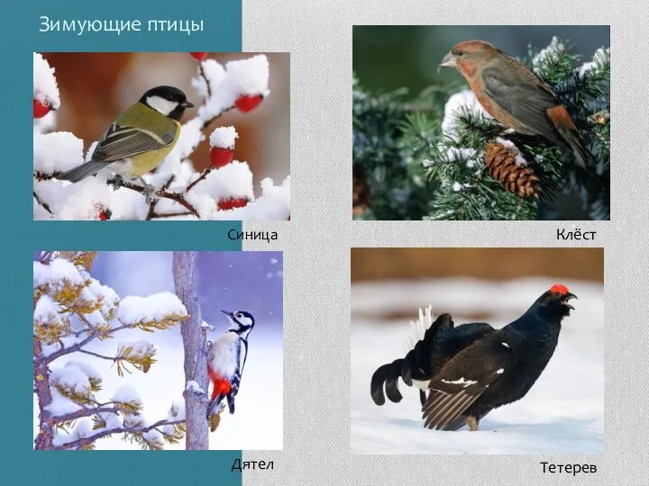 Зимующие птицы Синица Дятел Тетерев Клёст