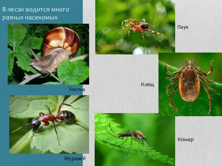 В лесах водится много разных насекомых Улитка Муравей Паук Комар Клещ
