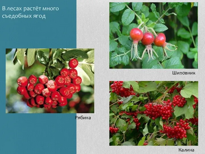 В лесах растёт много съедобных ягод Шиповник Рябина Калина