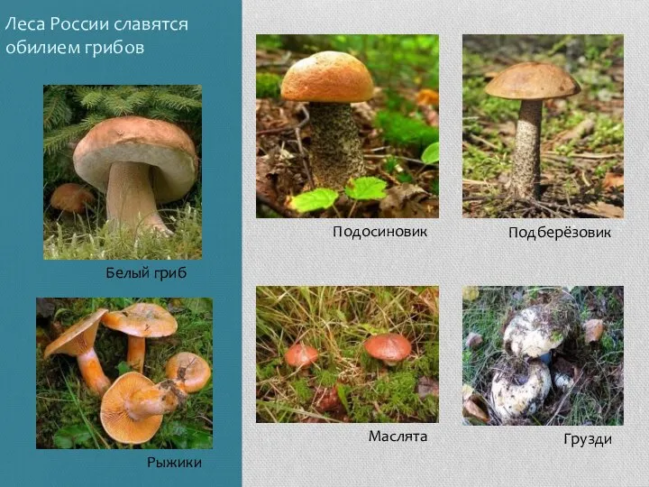 Леса России славятся обилием грибов Белый гриб Подосиновик Подберёзовик Рыжики Маслята Грузди