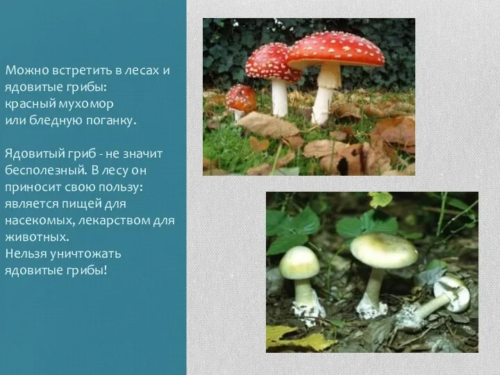 Можно встретить в лесах и ядовитые грибы: красный мухомор или бледную поганку.
