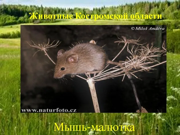 Животные Костромской области Мышь-малютка