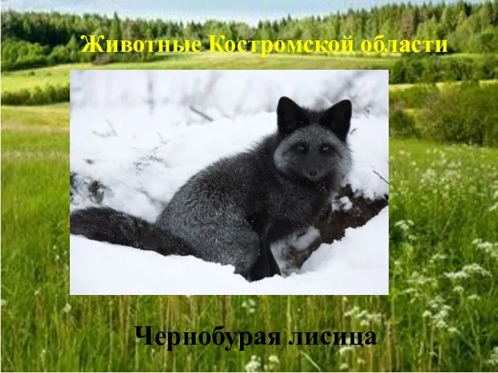 Чернобурая лисица Животные Костромской области