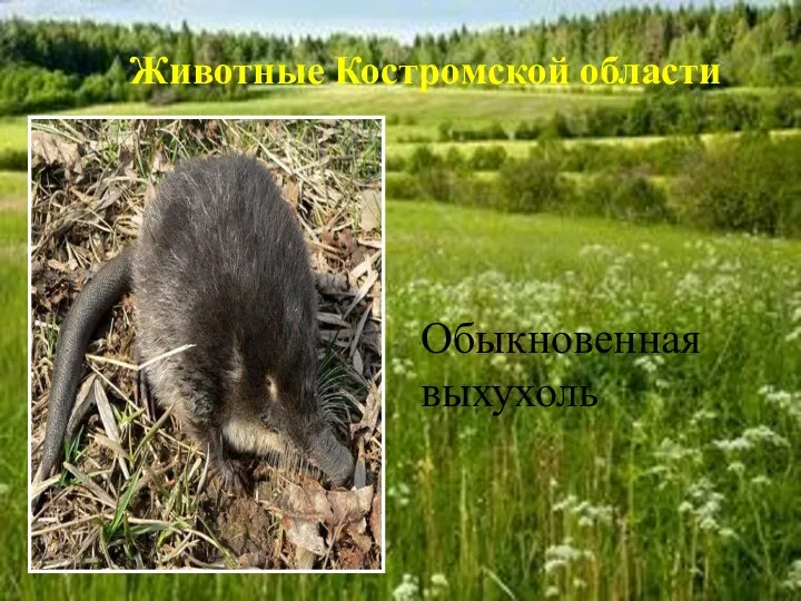 Обыкновенная выхухоль Животные Костромской области