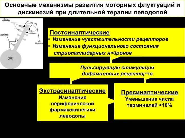 Основные механизмы развития моторных флуктуаций и дискинезий при длительной терапии леводопой Постсинаптические